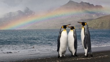 Penguins with rainbow in the background Wallpaper
