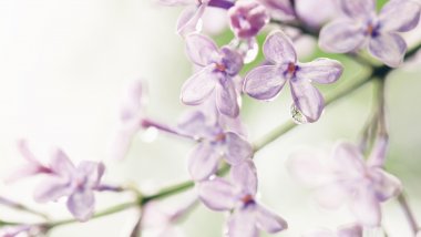 Lilacs Wallpaper