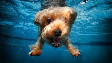 Perrito Terrier bajo el agua Fondo de pantalla