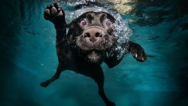 Perrito bajo el agua Fondo de pantalla