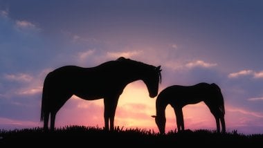 Horses backlit at sunset Wallpaper