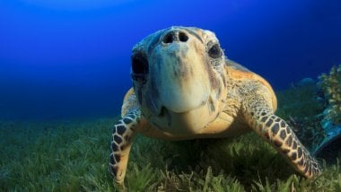 Hawksbill Sea Turtle Wallpaper