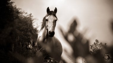 Sepia grayscale horse Wallpaper