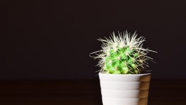 Cactus en maceta Fondo de pantalla