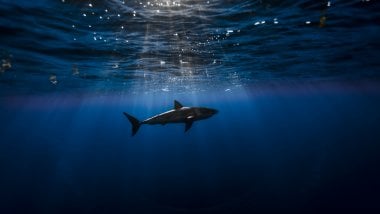 Shark underwater Wallpaper
