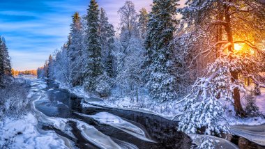 Sunrise in forest in Finland Wallpaper
