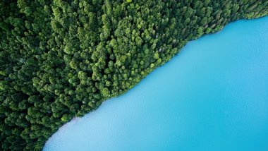 Aerial view of forest and lake Wallpaper