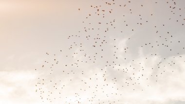 Flight of birds in the sky Wallpaper