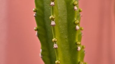 Cactus de cerca Fondo de pantalla