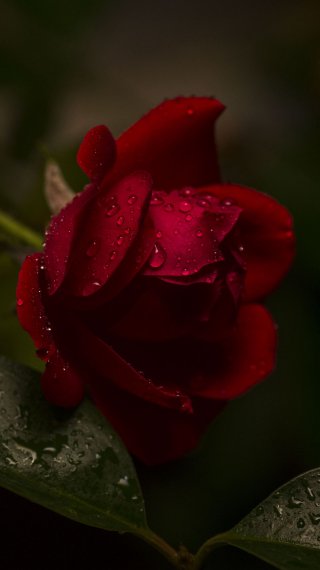 Rosa roja con gotas de agua Fondo de pantalla