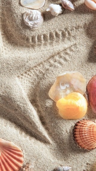 Shells in the sand Wallpaper