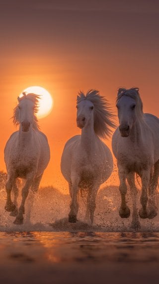 Horses running over water at sunset Wallpaper