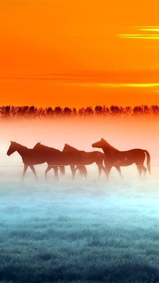 Horses at sunset Wallpaper