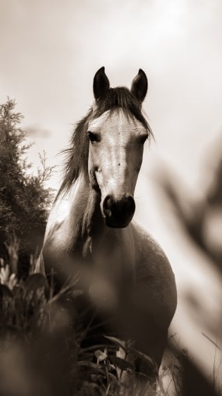 Sepia grayscale horse Wallpaper