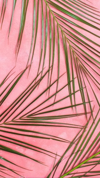Palms in pastel pink wall Wallpaper