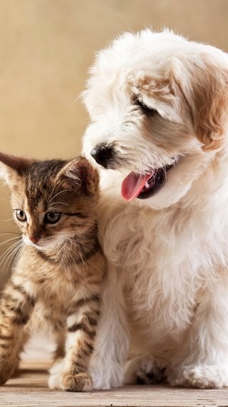 Puppy and kitten Wallpaper