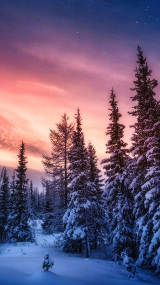 Forest in the winter Wallpaper
