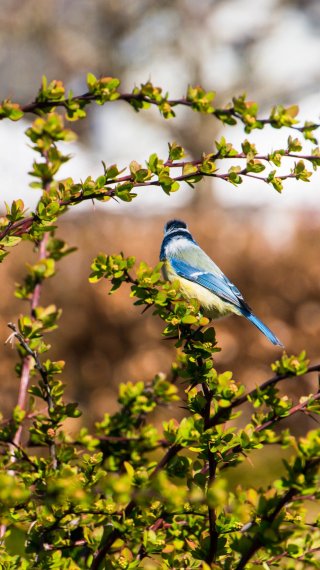 Blue titmouse bird Wallpaper