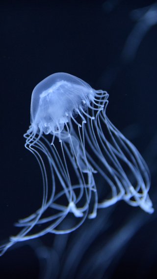 Medusa bajo el mar Fondo de pantalla