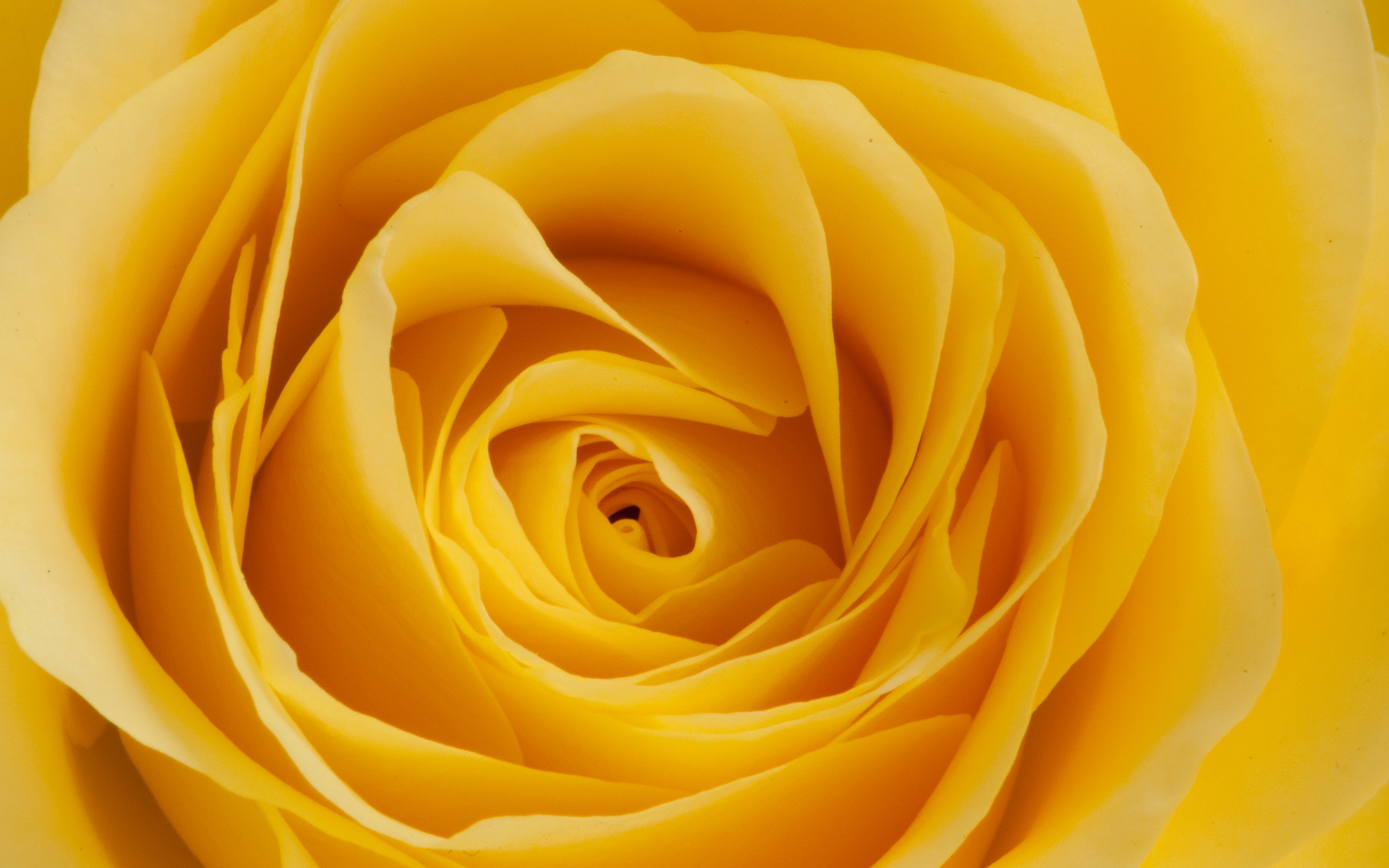 Yellow Rose Stock Photos and Images  123RF