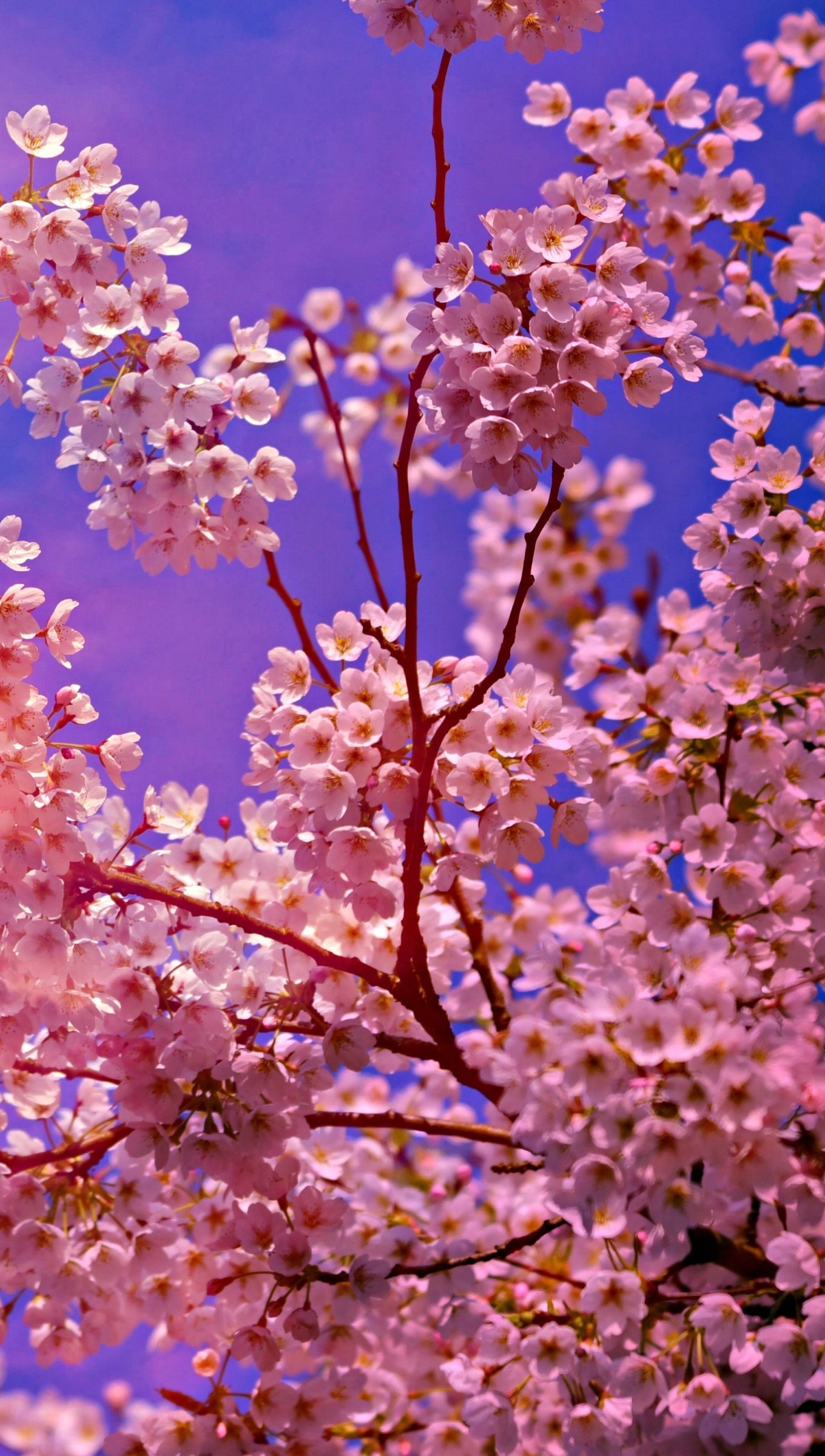 Pink Cherry Blossom Wallpaper