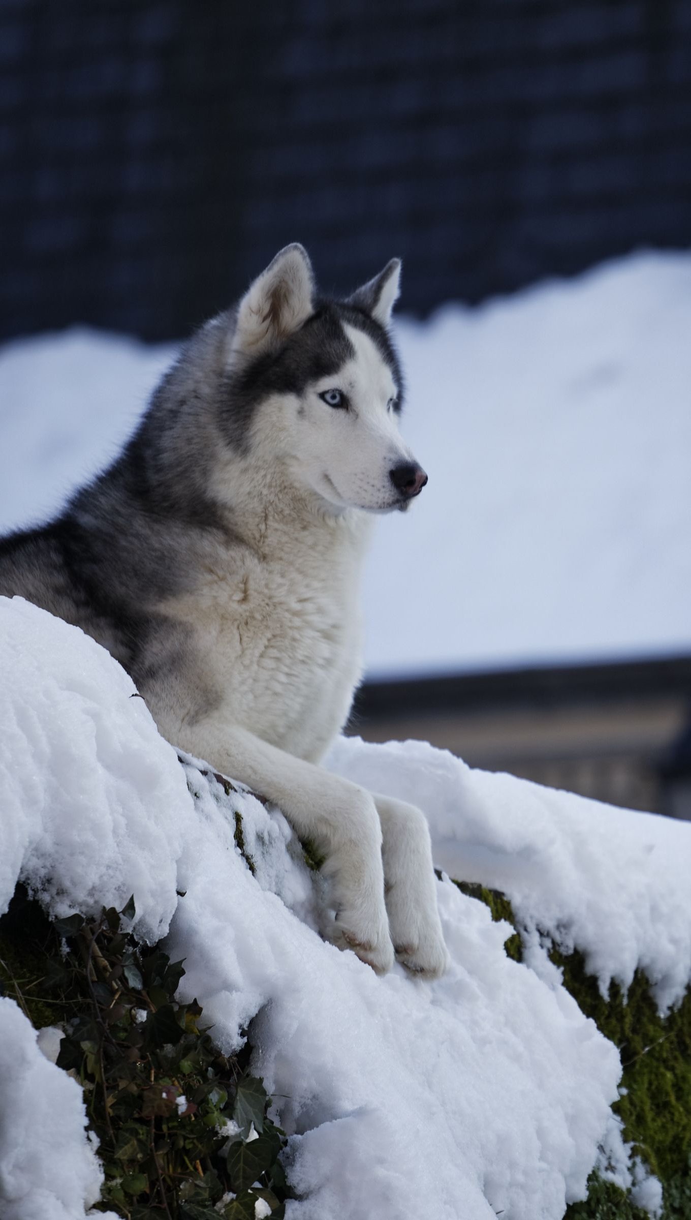 Husky 4K wallpapers for your desktop or mobile screen free and easy to  download