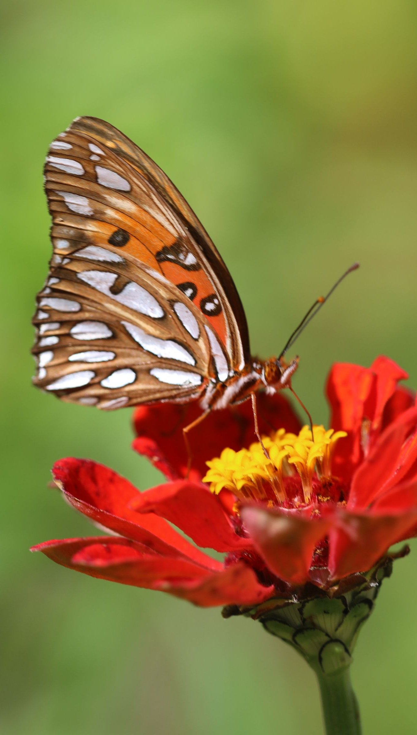 Mariposas En Flores Fondo De Pantalla - Reverasite