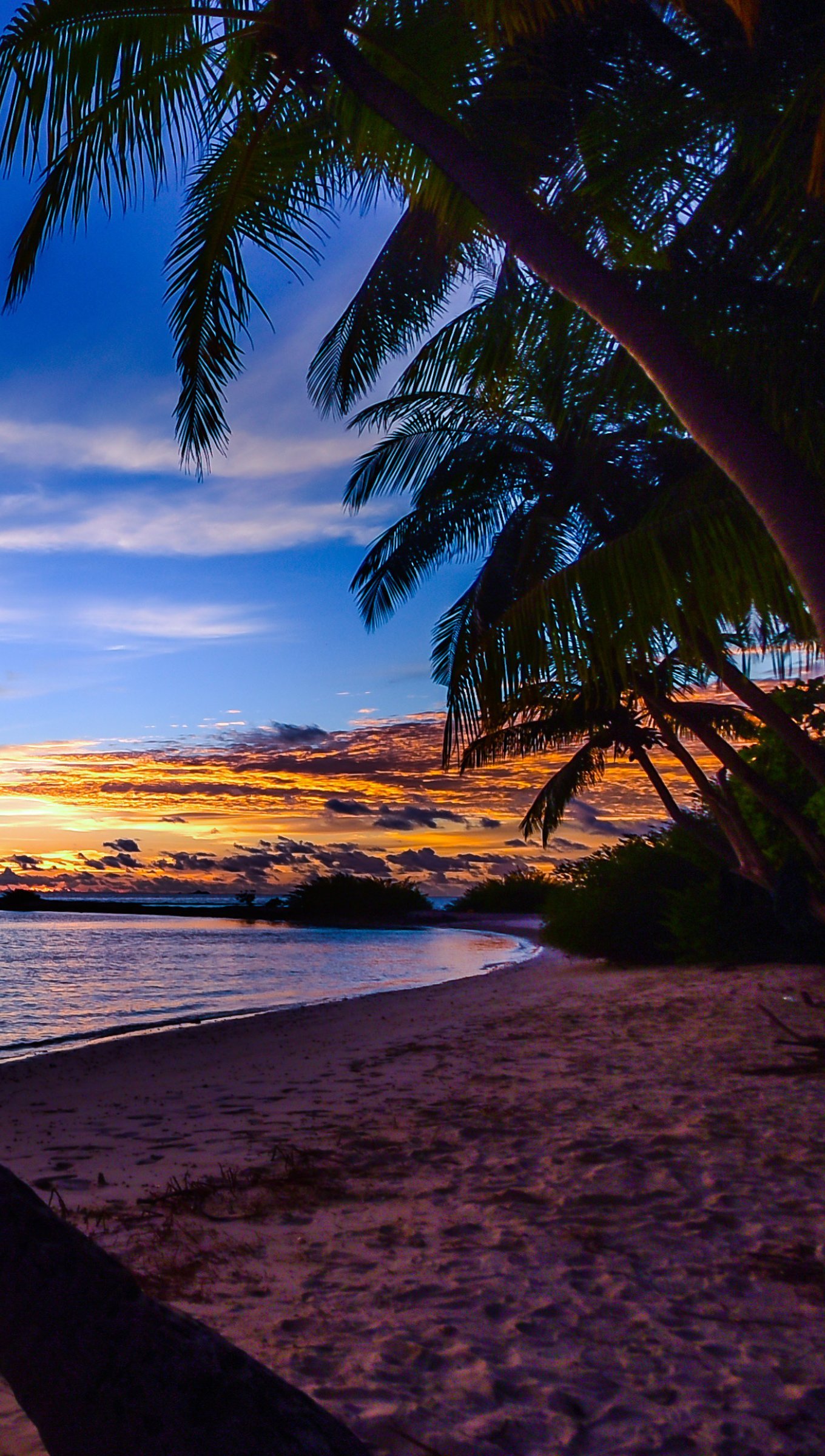  Sunset Palm Tree Background HD Free Download  CBEditz