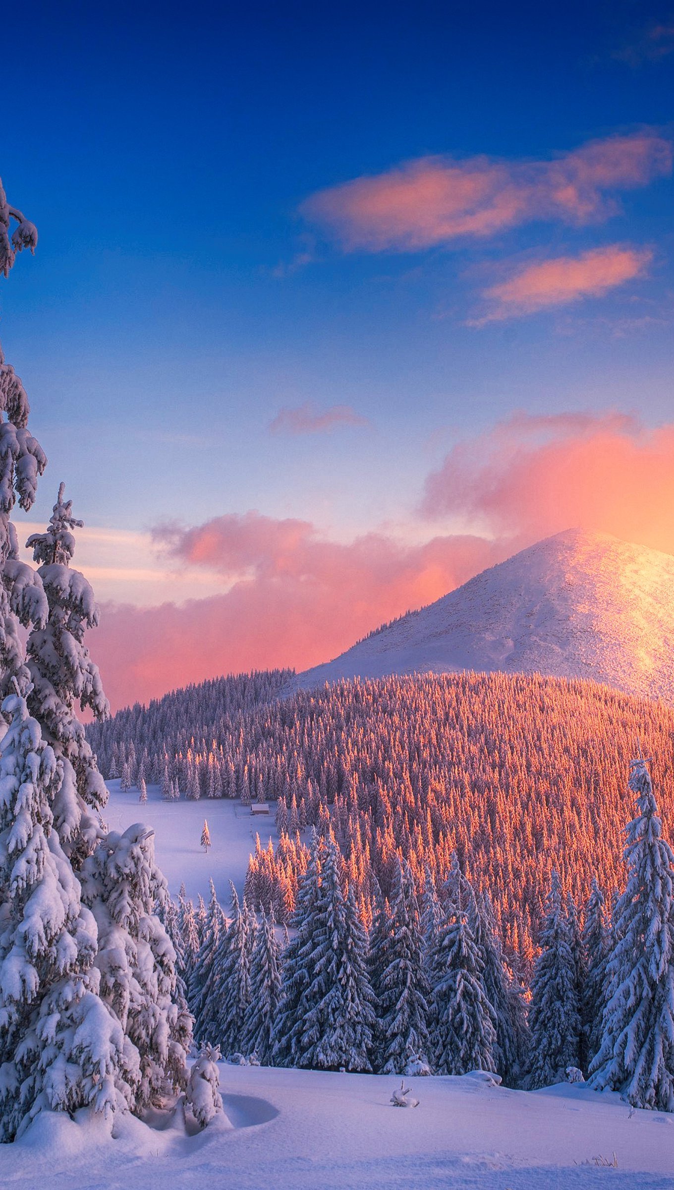 Snowy pine trees at sunset in mountains Wallpaper 4k Ultra HD ID:4397