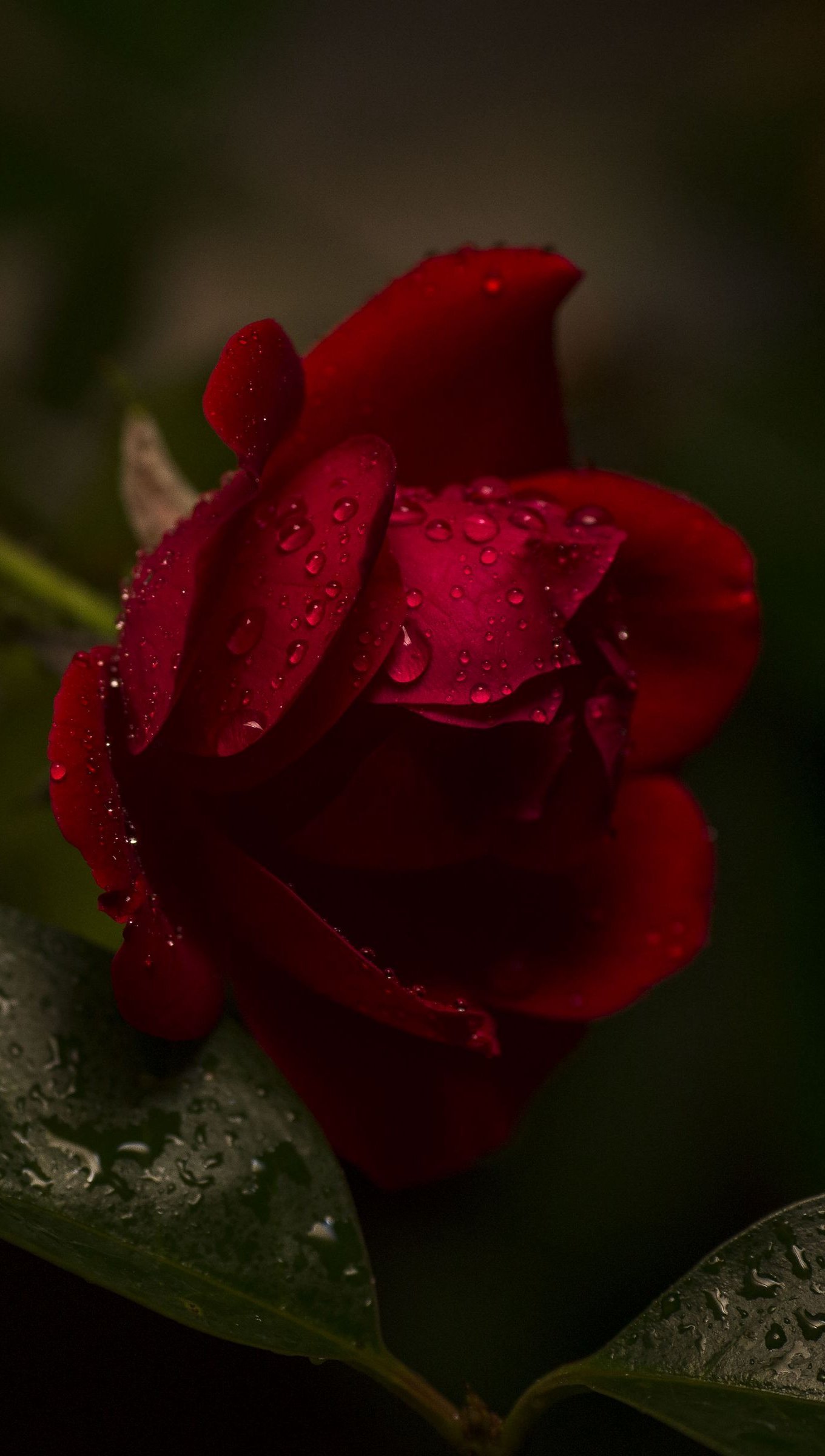 Beautiful Red Rose Drops of Water  for roes HD wallpaper  Pxfuel